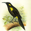 Honeyeaters